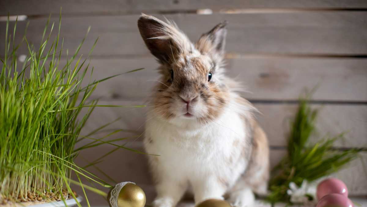What are the Easter bunny's origins? The history of the famous fluffy bunny