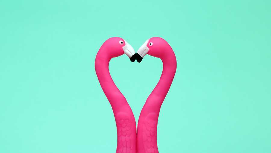 falling in love flamingos