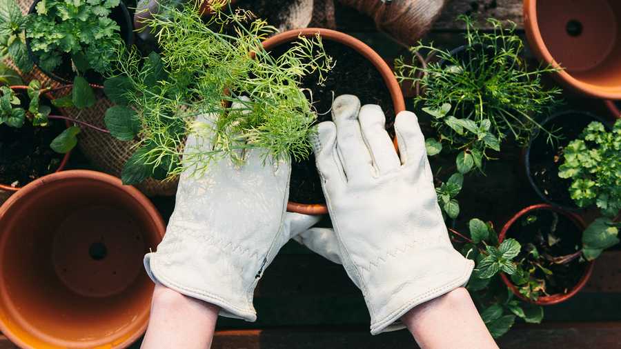 hands in gardening gloves potting plant