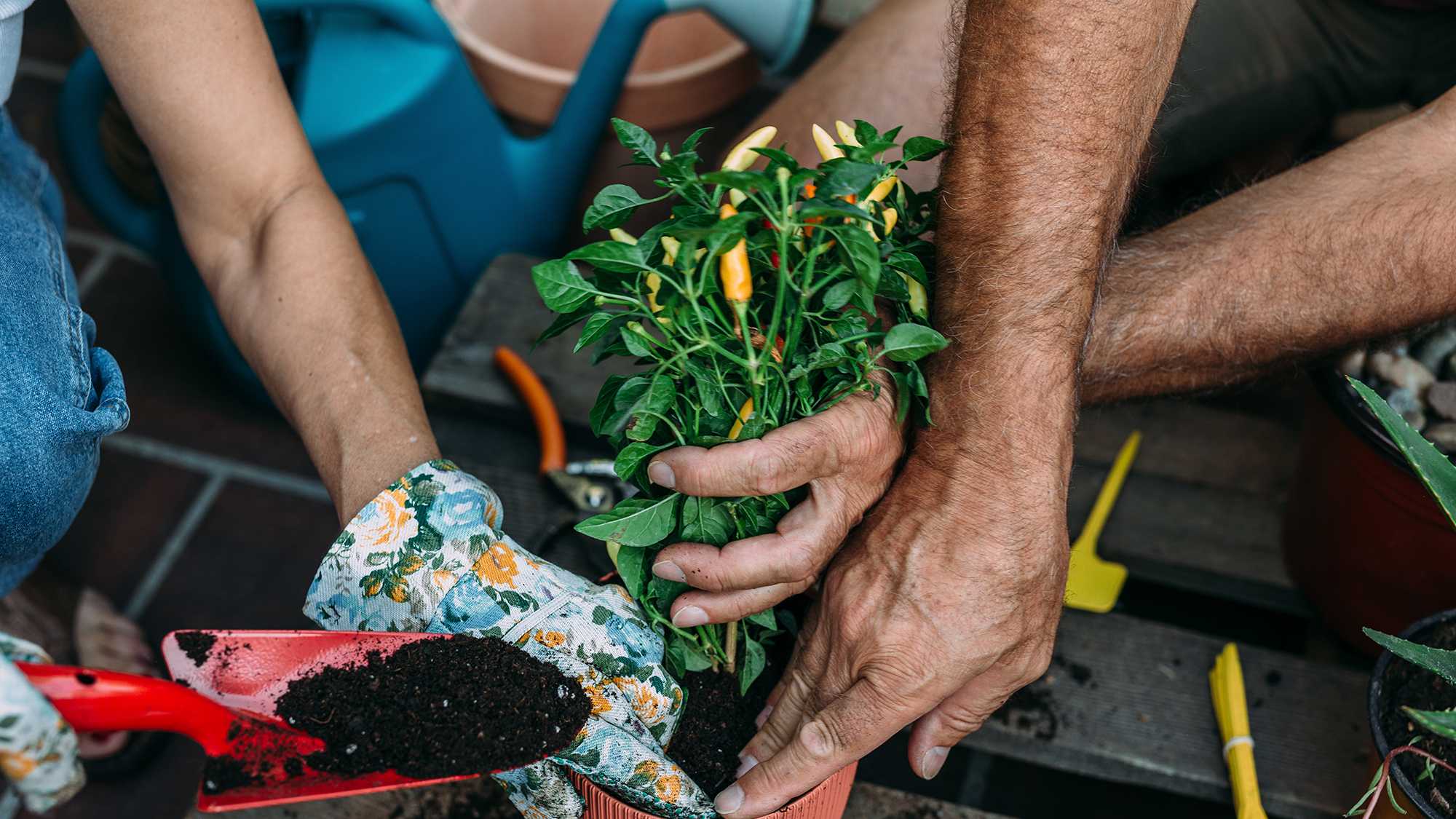 10 Best Gardening Tools for Beginners, according to an expert - Vimarsana News