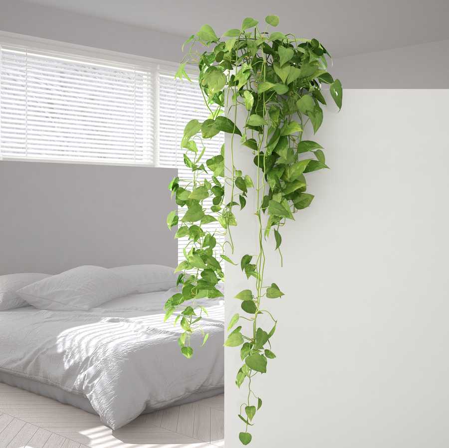 green interior design concept background with copy space, foreground white wall with potted plant, scandinavian white bedroom