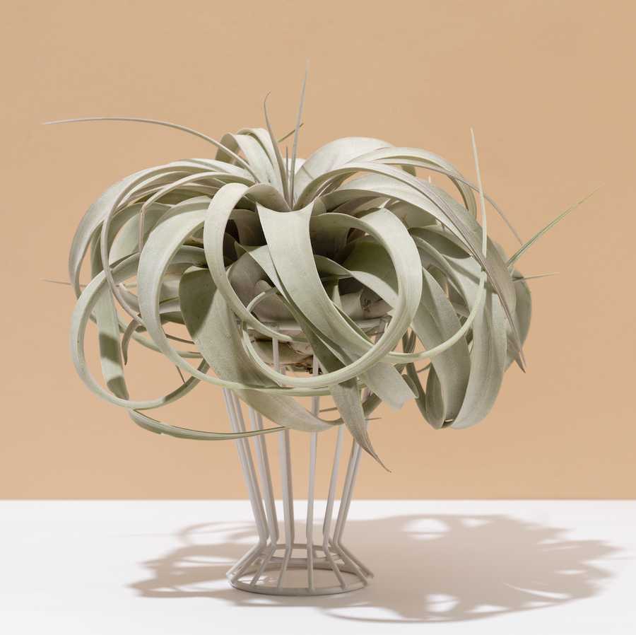 best bedroom plants air plant on white and beige background