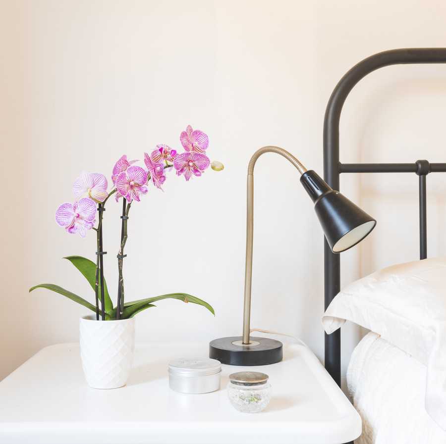 close up of purple orchid in white pot on side table next to black metal frame bed