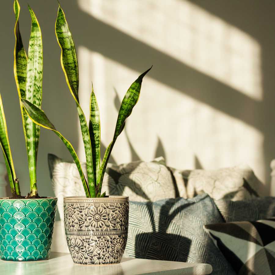 cozy home interior decor, sansevieria snake plant in ceramic pots on a white table on the background of a bed with decorative pillows, modern design on a sunny day