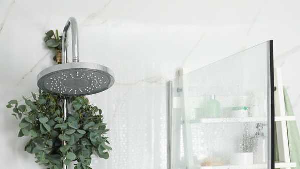 branches with green eucalyptus leaves in shower