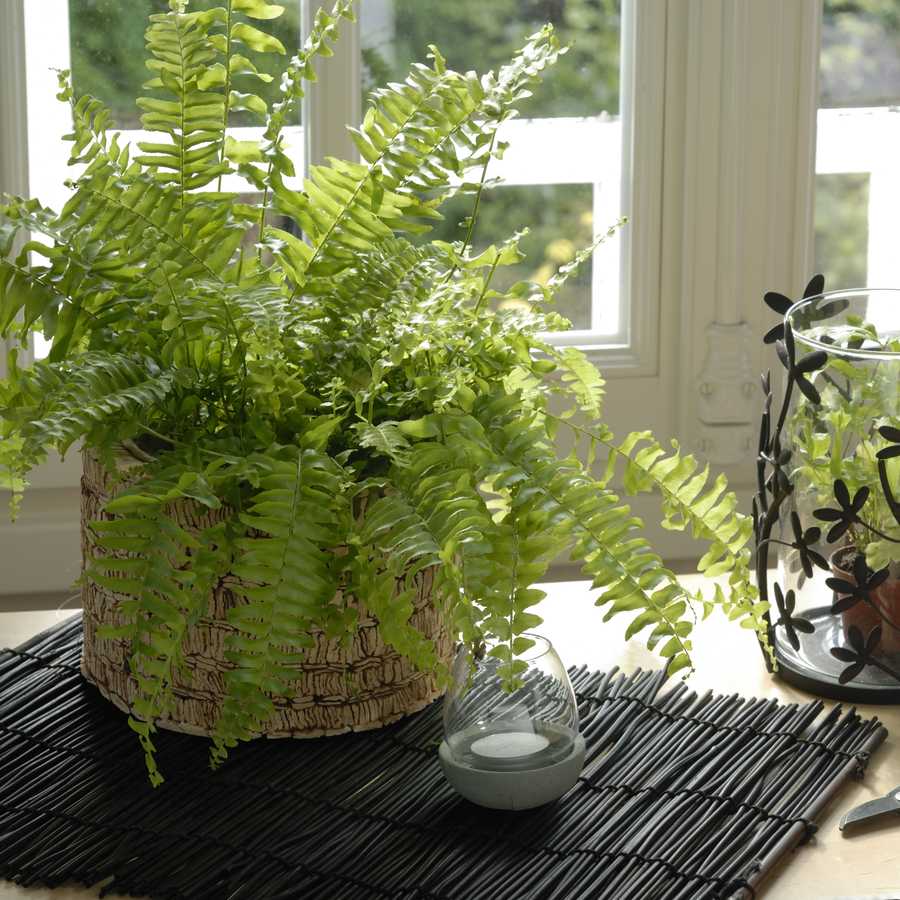sword fern or boston fern and cretan brake or ribbon fern nephrolepis exalta and pteris cretica in pot before a window