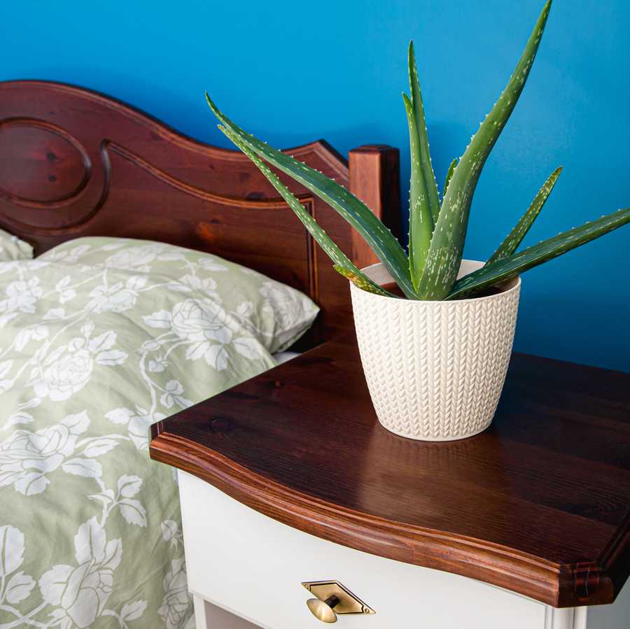 close up view of aloe vera houseplant growing in white braided pattern pot in blue color wall home bedroom, close up view improving air quality concept