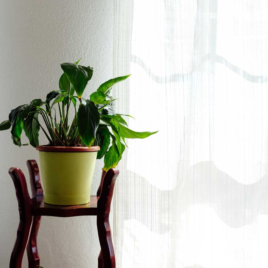 houseplant in a vintage pot stands next to the window