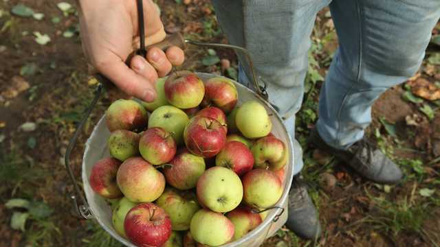 This handy chart shows you exactly how to use all your apples this autumn - Vimarsana News