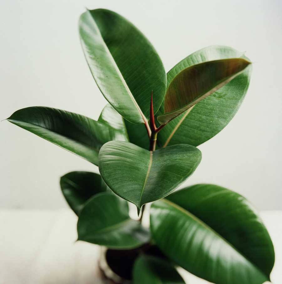 potted rubber tree plant