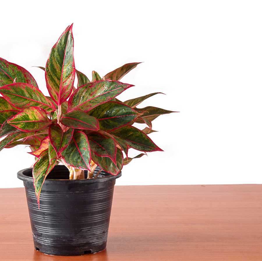 aglaonema in flower pot