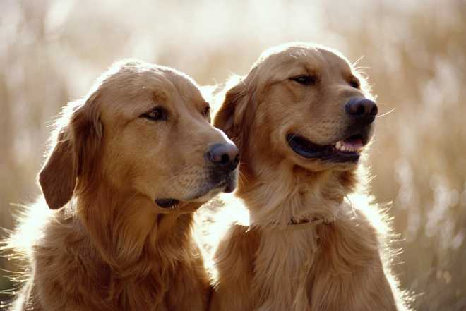 golden&#x20;retriever&#x20;dogs