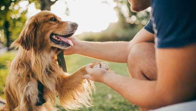 Studies about the bond between pets and humans were popular during the pandemic. What did they find? - Vimarsana News
