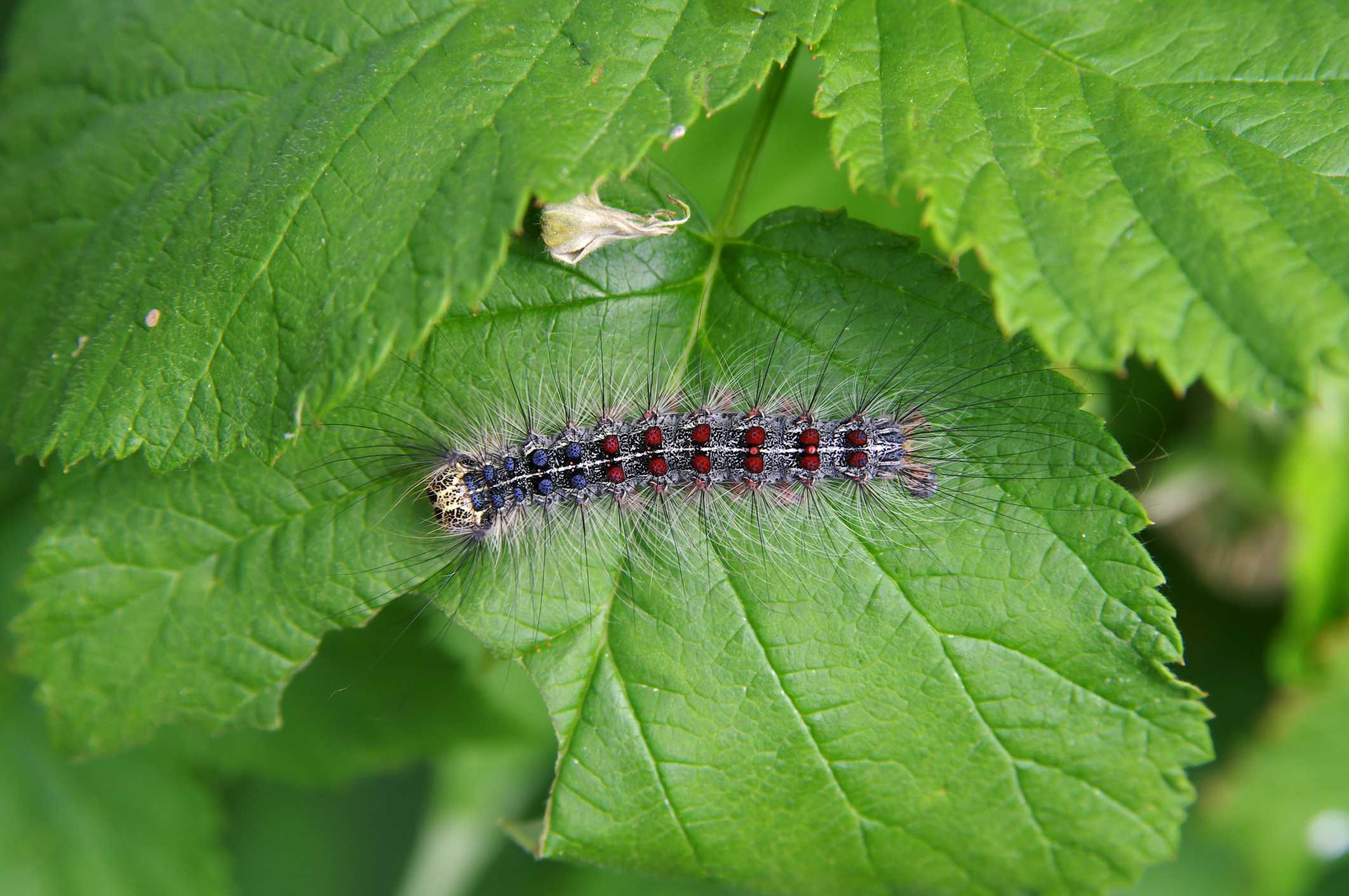 How to get rid of caterpillars spongy moth invasion