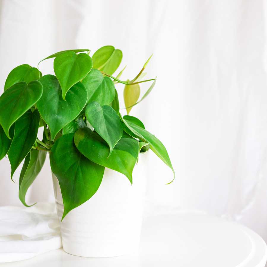 best bedroom plants heart leaf philodendron