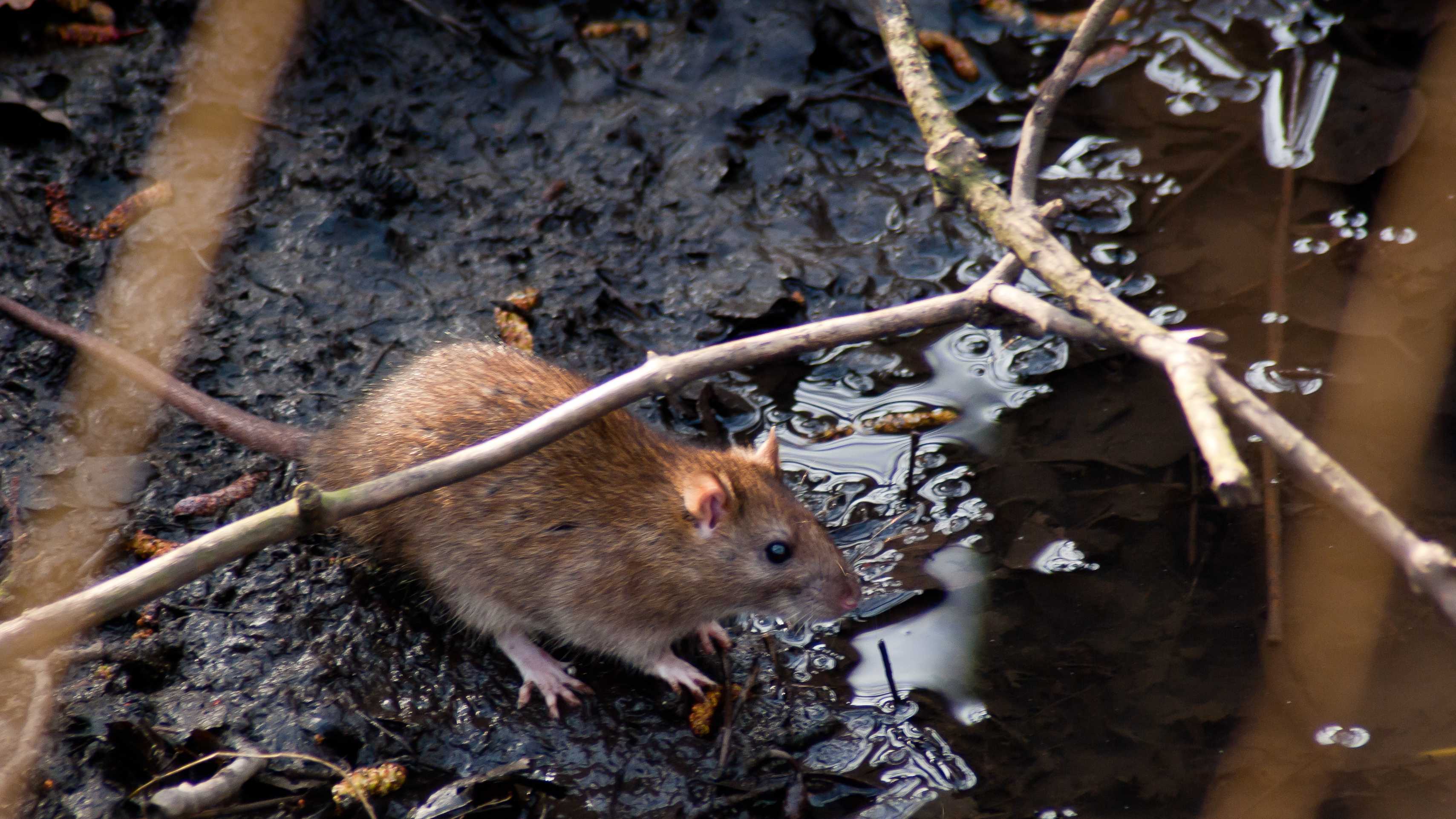 What diseases do rats carry? Pest control experts explain