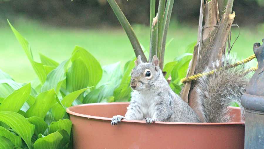 File photo: squirrel