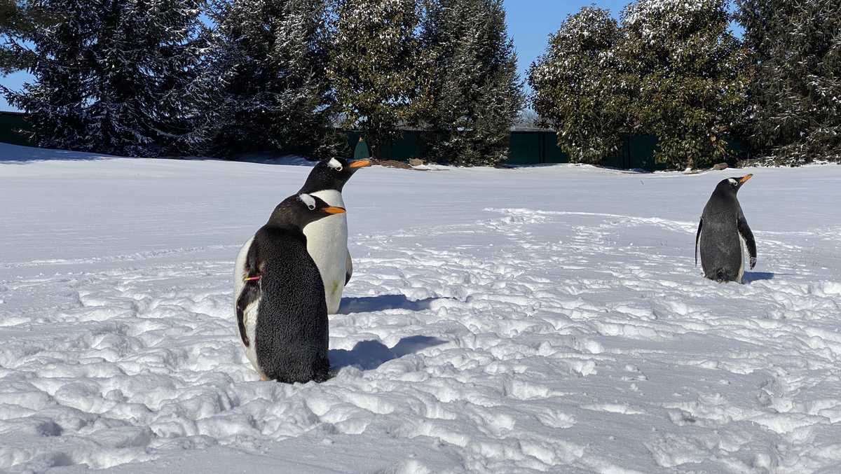 Watch the adorable moment 3 penguins left their aquarium to play in the snow