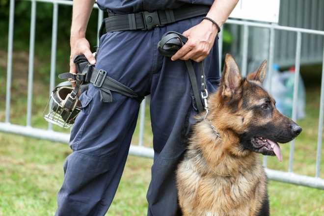Midsection&#x20;Of&#x20;Security&#x20;Guard&#x20;With&#x20;German&#x20;Shepherd&#x20;Dog