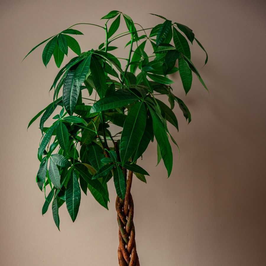 money tree care money tree against a grey background