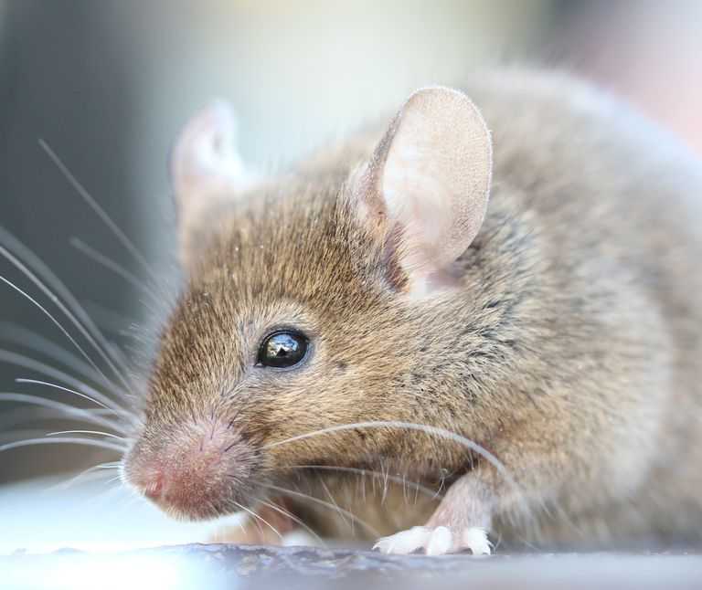 SpaceX will launch genetically enhanced 'mighty mice' to International ...