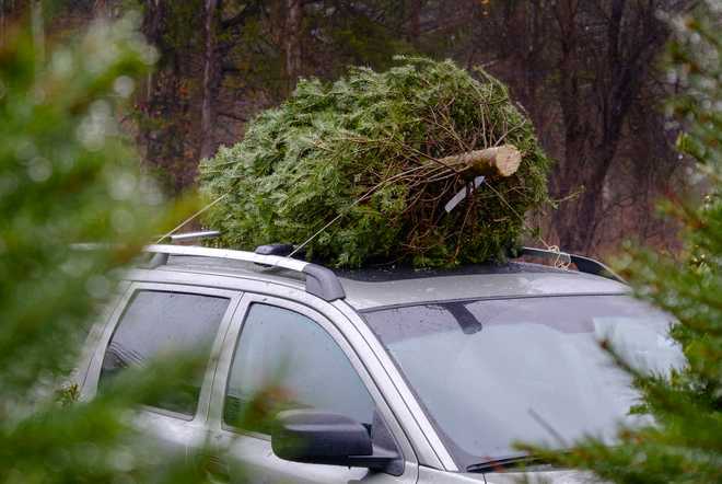 Necesitas lavar el árbol de navidad.