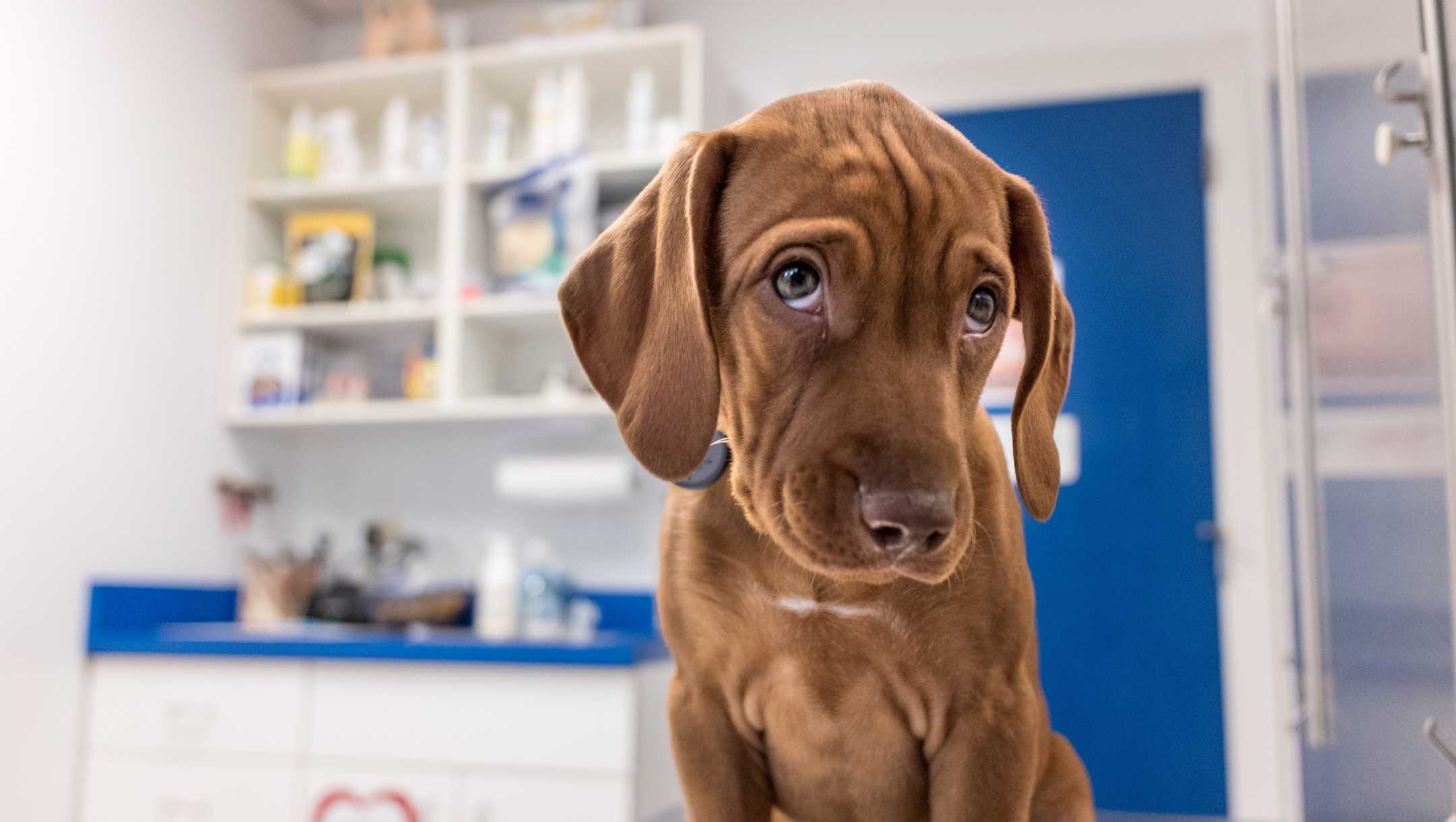What Are the Symptoms of the New Dog Illness? 6 to Look Out For - Vimarsana News