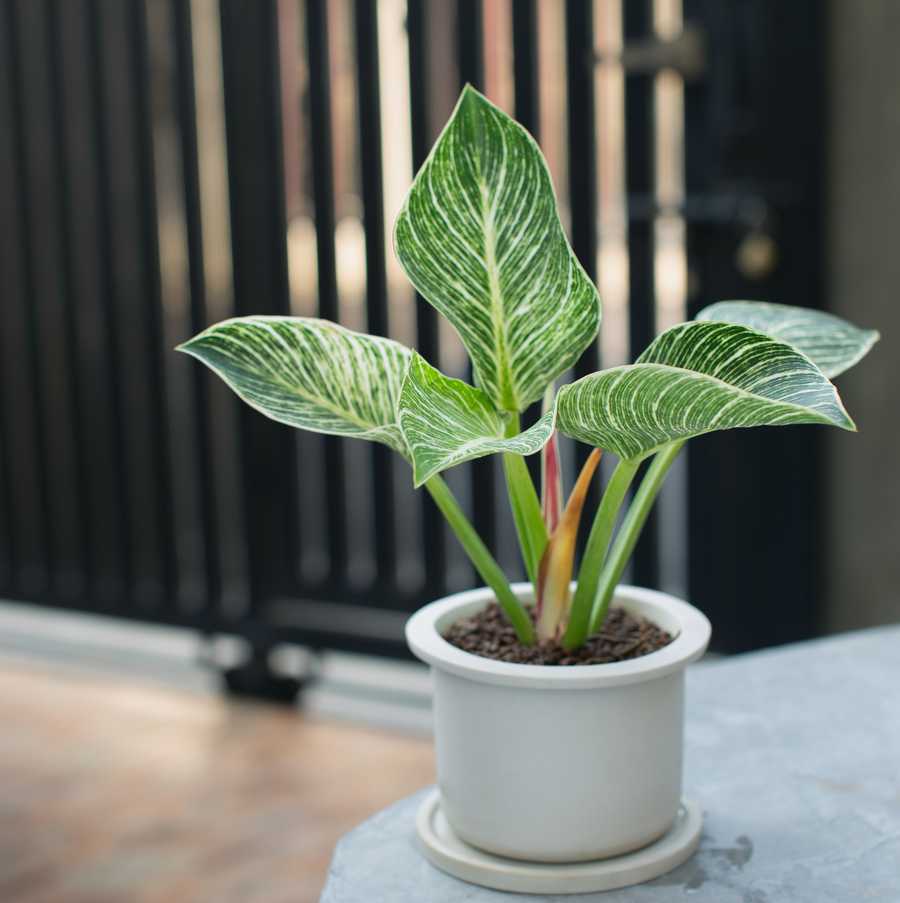 best bedroom plants air purifying bedroom plants philodendron birkin in the white potted on a gray cement table