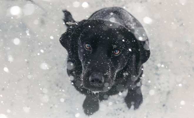 Playing&#x20;with&#x20;the&#x20;snow