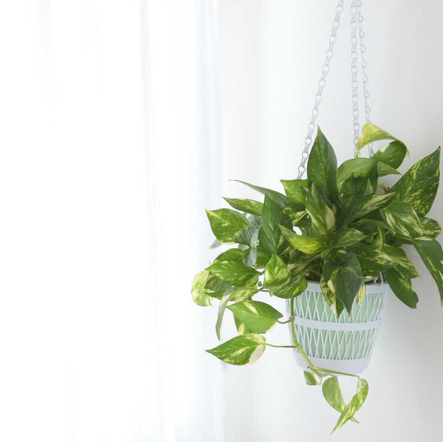 best bedroom plants pothos