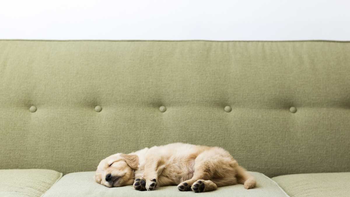 This is how much sleep your pet needs, according to the experts