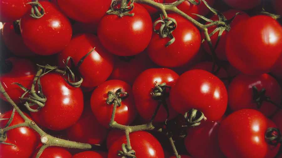 ripe tomatoes