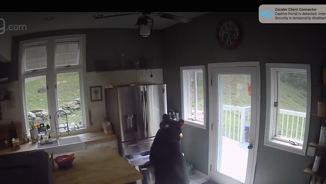 A bear broke into this woman's kitchen — is yours bear proof? - Vimarsana News