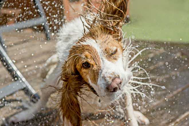 signs&#x20;your&#x20;dog&#x20;is&#x20;overheating