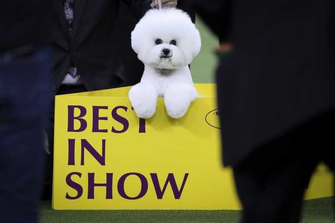 westminster&#x20;dog&#x20;show