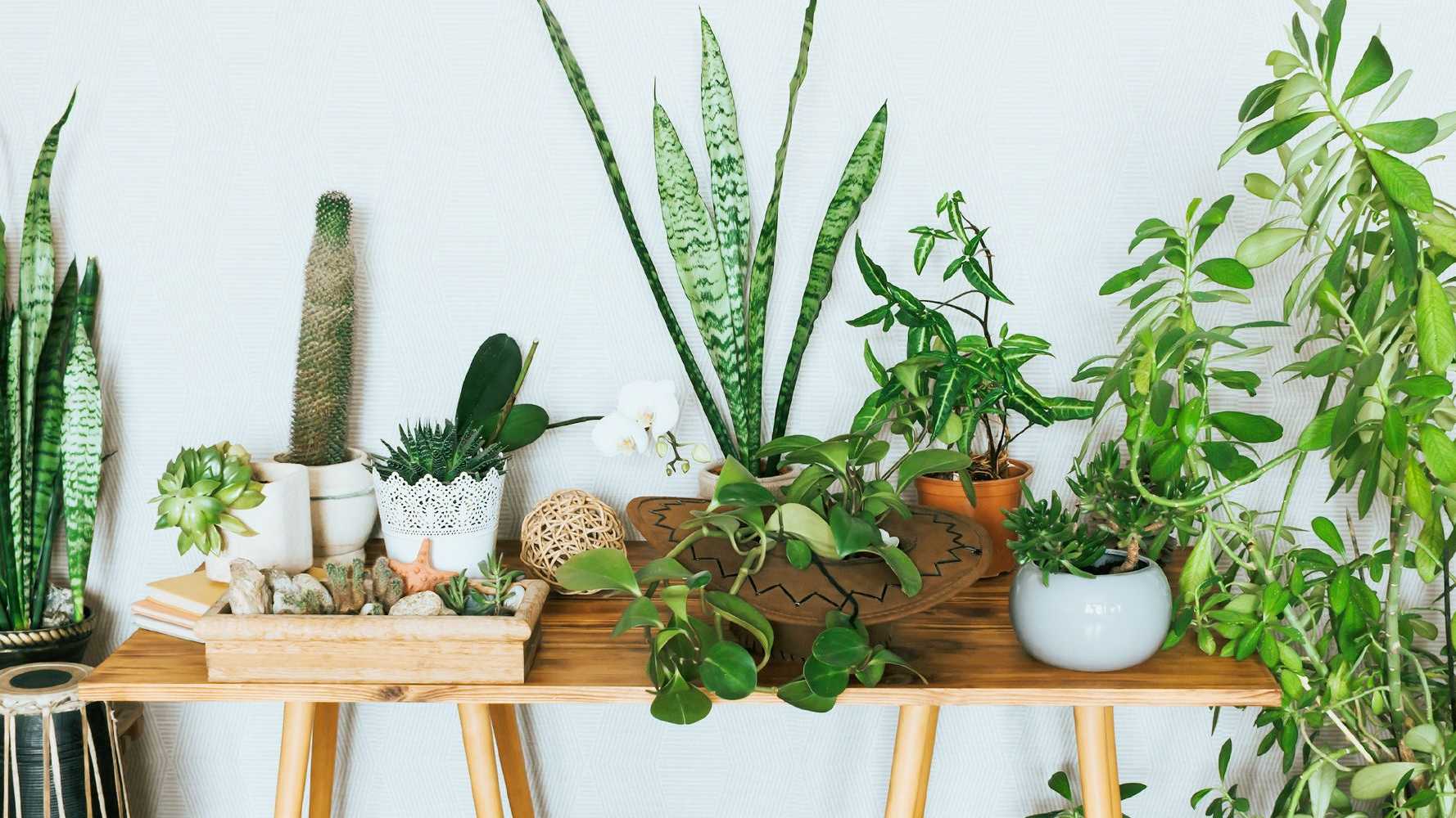 Where to Buy Plants Online - 7 Best Websites for Buying Plants - Vimarsana News