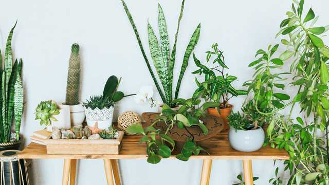 Where to Buy Plants Online - 7 Best Websites for Buying Plants - Vimarsana News
