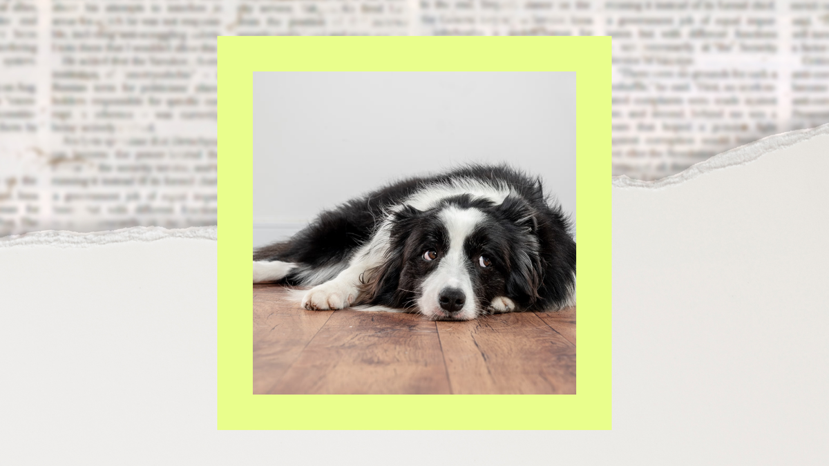 Popular dog, horse medications recalled over possible “glass fiber” contamination