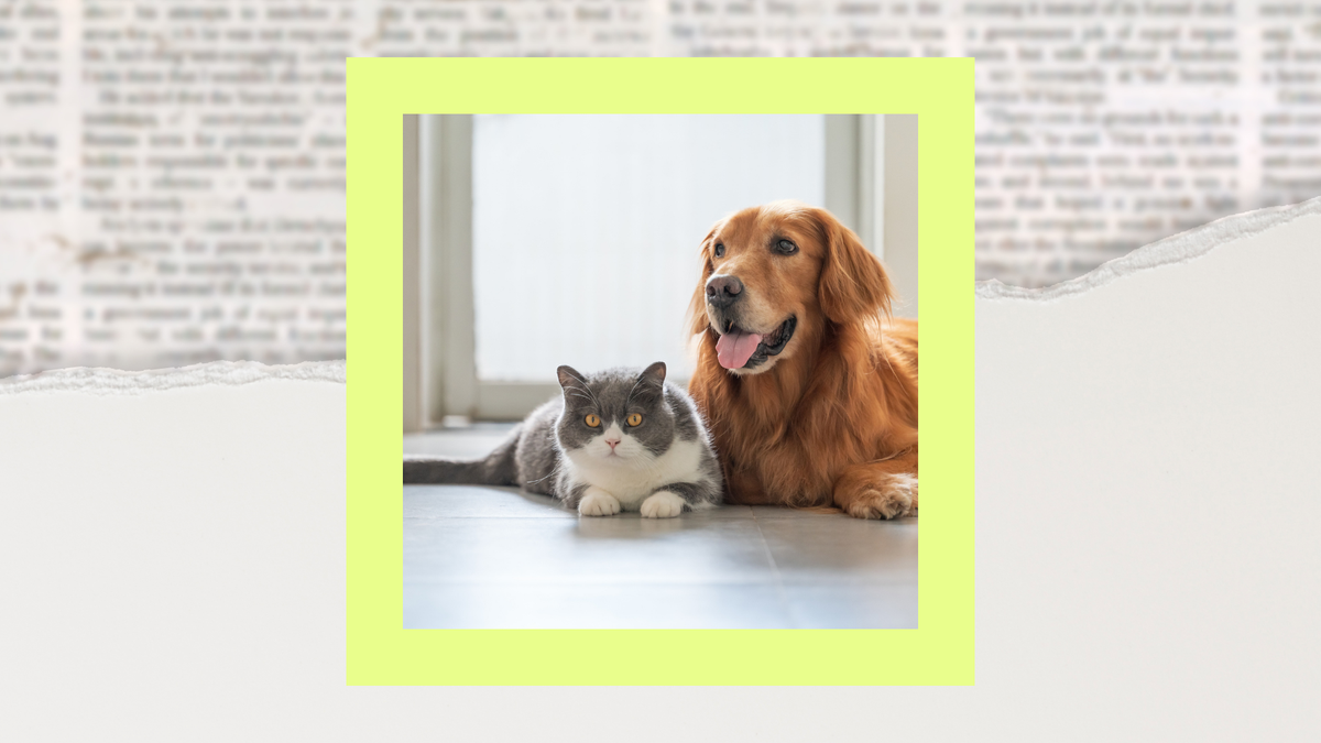 FDA announces nationwide recall of dog and cat food due to possible salmonella and listeria risks