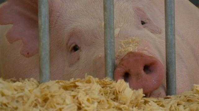 With only two days left before the opening of the Iowa State Fair, health officials are warning people about a new flu virus spreading from pigs to people.
