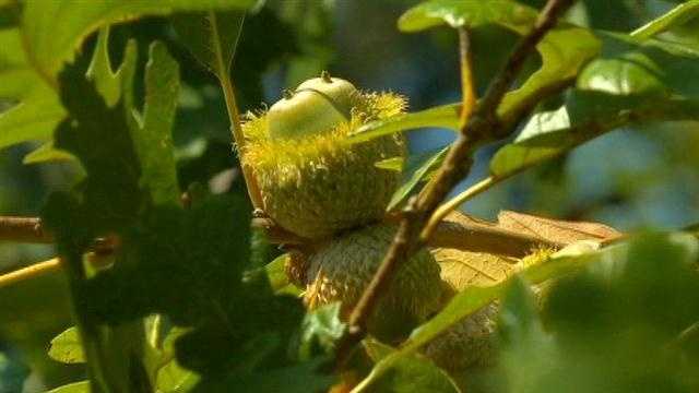 Photos: The color of August in Iowa