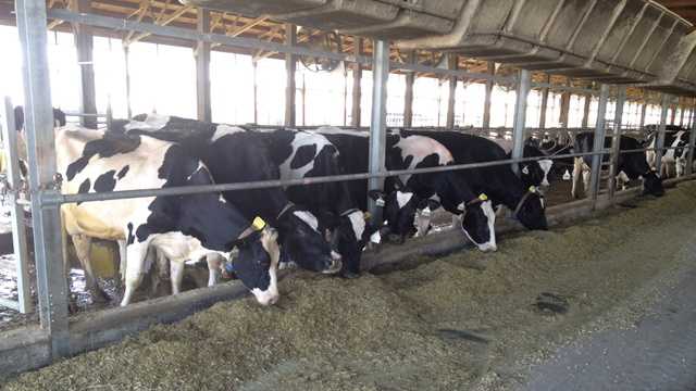 New test makes sure Iowa's milk is OK