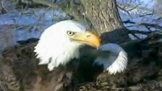 Millions of people around the world tuned in to watch the Decorah eagle eggs hatch last winter.