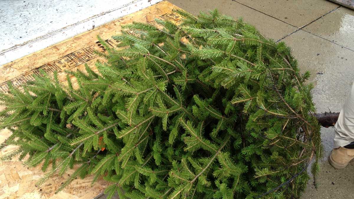 Photos How fast does a dry Christmas tree catch fire?