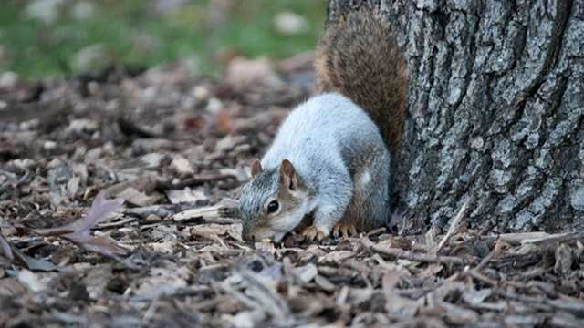 All white squirrel spotted again