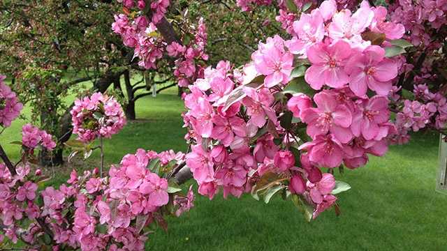 About 1,200 crabapple trees blooming in Des Moines' Water Works Park.