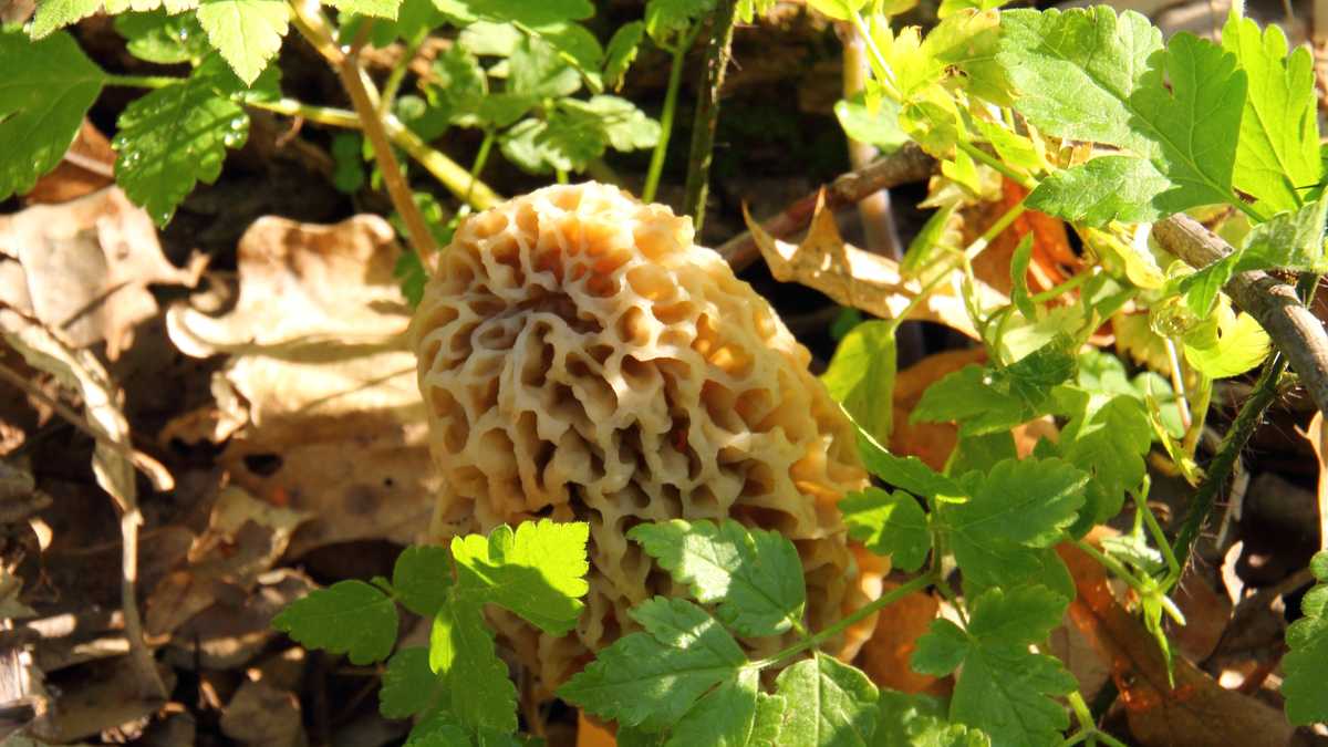 Photos The hunt for Iowa's morel mushrooms