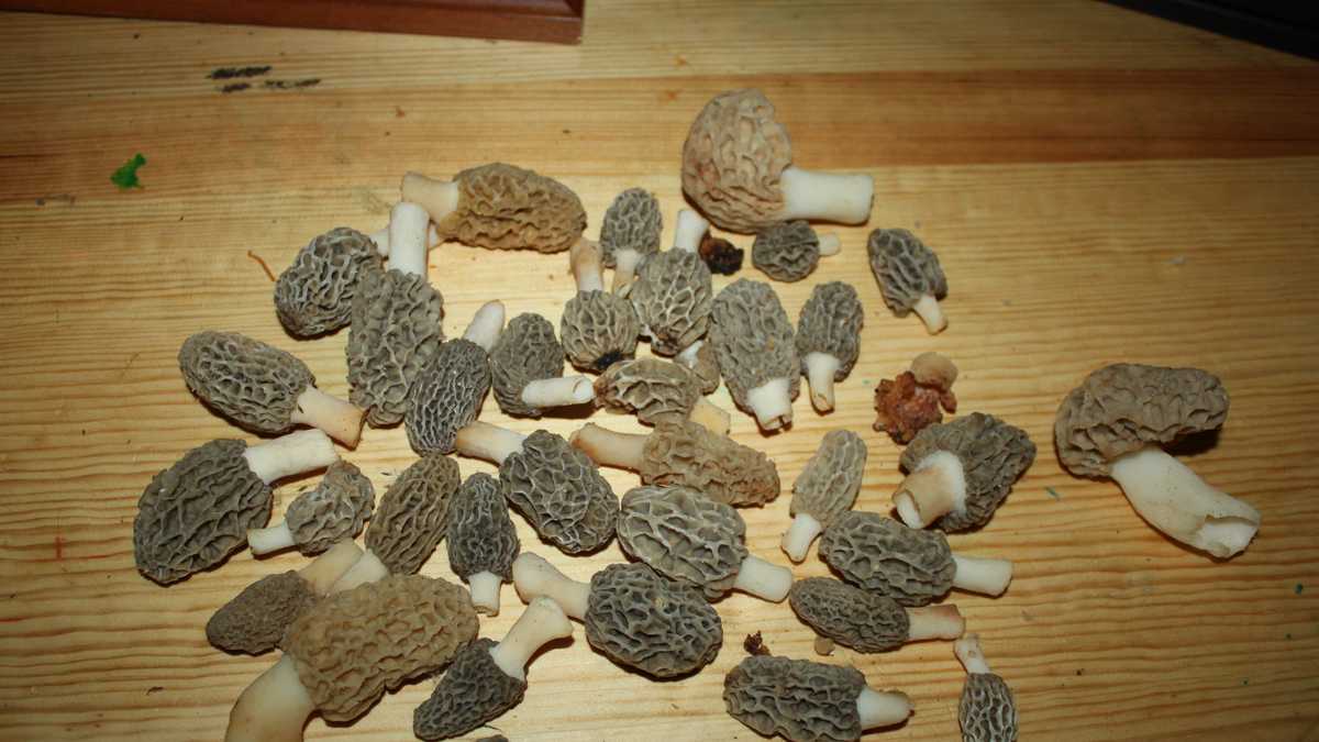 Photos The hunt for Iowa's morel mushrooms