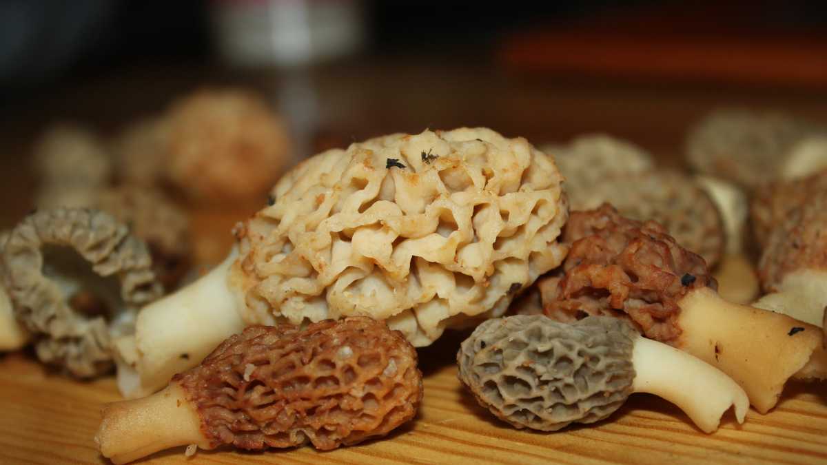 Photos The hunt for Iowa's morel mushrooms