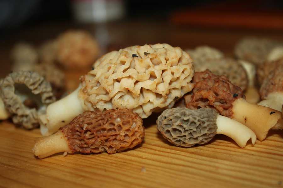 Photos The hunt for Iowa's morel mushrooms